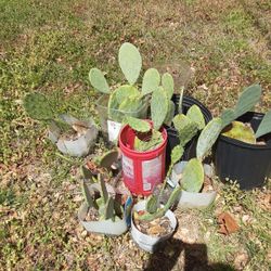 Cactus
