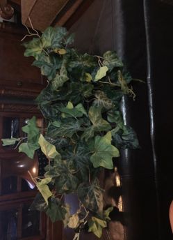 Home interior greenery for decoration