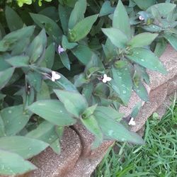 Purple Plant $10.00 a Grocery Bag (Serious Buyers) Cash Only 