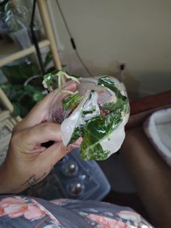 Variegated Alocasia Polly snowflake