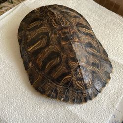 Red-Eared Slider Turtle Shell