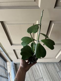 Hoya Kerrii Vine