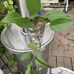 Beautiful Plant In Ceramic Pot 