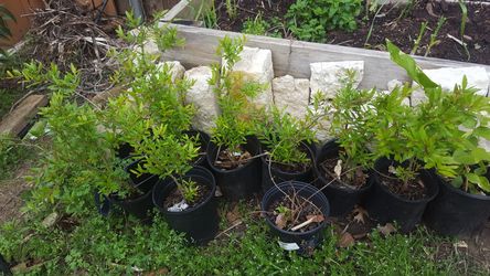 Pomegranate 2.5 ft plant well rooted