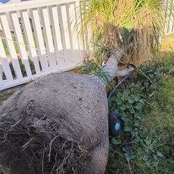Ponytail Palm For Sale