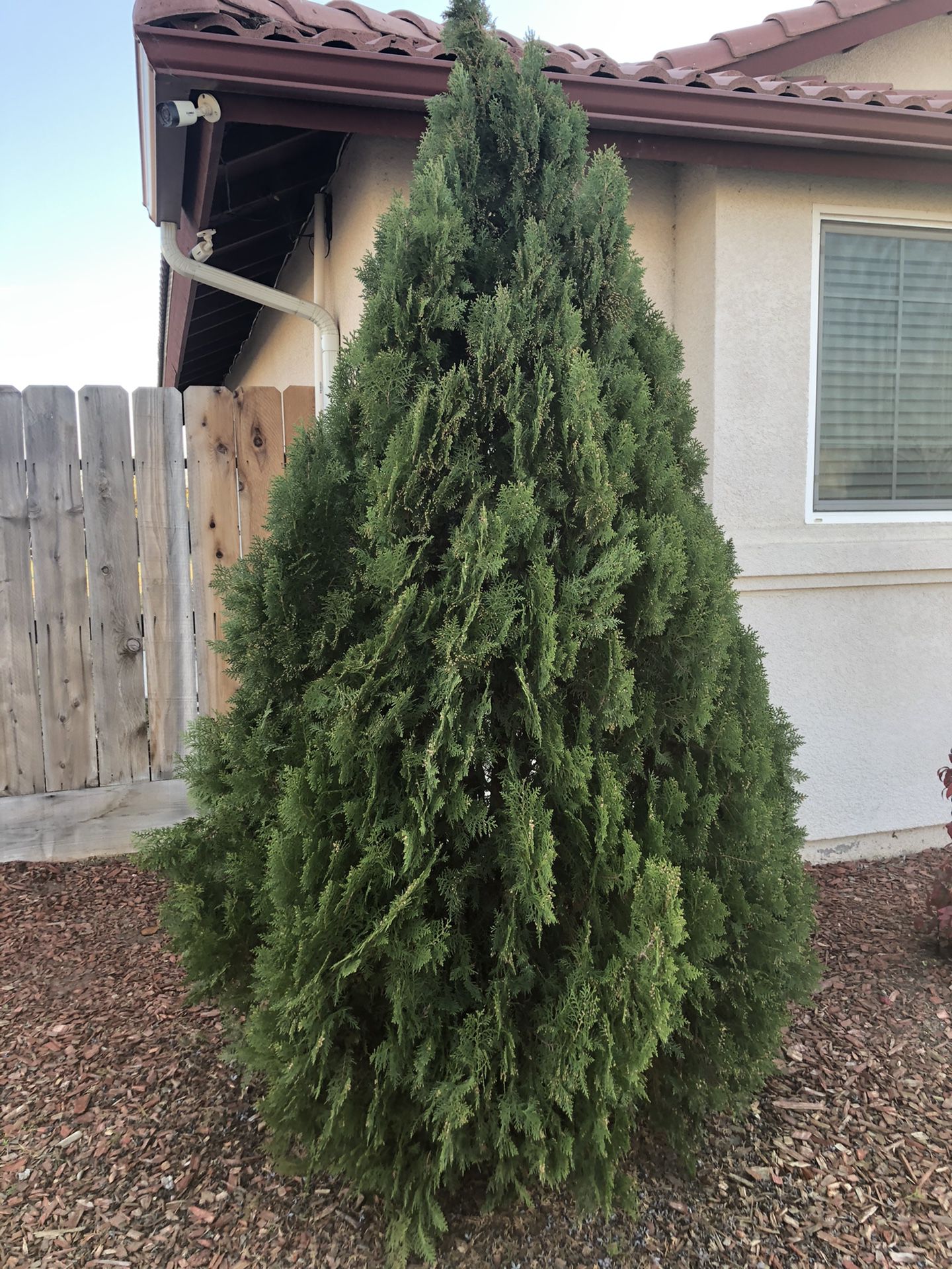 FREE pine tree located in shafter.