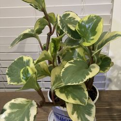 Baby Rubber Plant (peperomia Obstusifolia Variegatta)