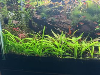 Aquarium Plants sale or trade