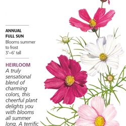 Cosmos Sensation Blend  Flower Plant Seeds Patio Garden Bag