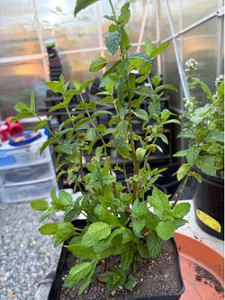Large spearmint