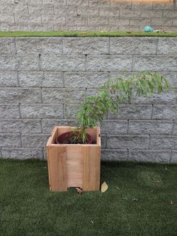 Bamboo plant and box