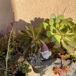 2 Beautiful Succulents 