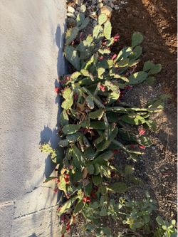 Flowering Spurge Cactus