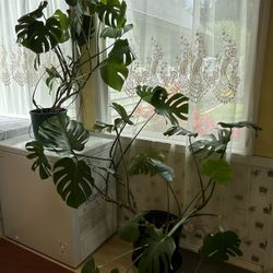 Two Monstera  Plants