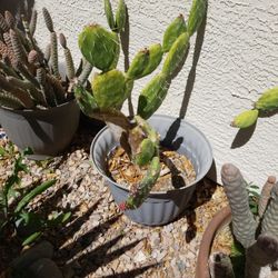 PRICKLY. PEAR. CACTUS