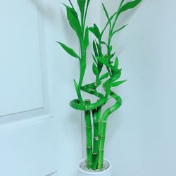 Lucky  🍀 Bamboo Plants 🎋🎋🎋🎋🎋 2’7” tall - Indoor Plant
