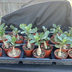 Desert Rose ( Rosa del desierto)