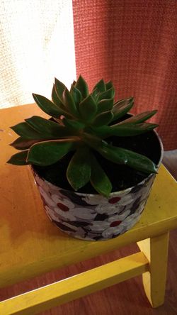 Succulent plants