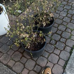 Bush