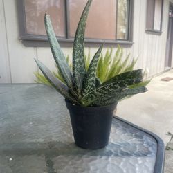  Big Gasteria