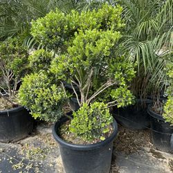 Japanese Boxwood Topiary Bonsai 15g 