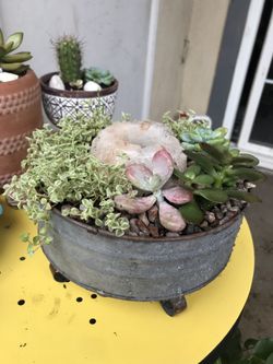 Succulent centerpiece