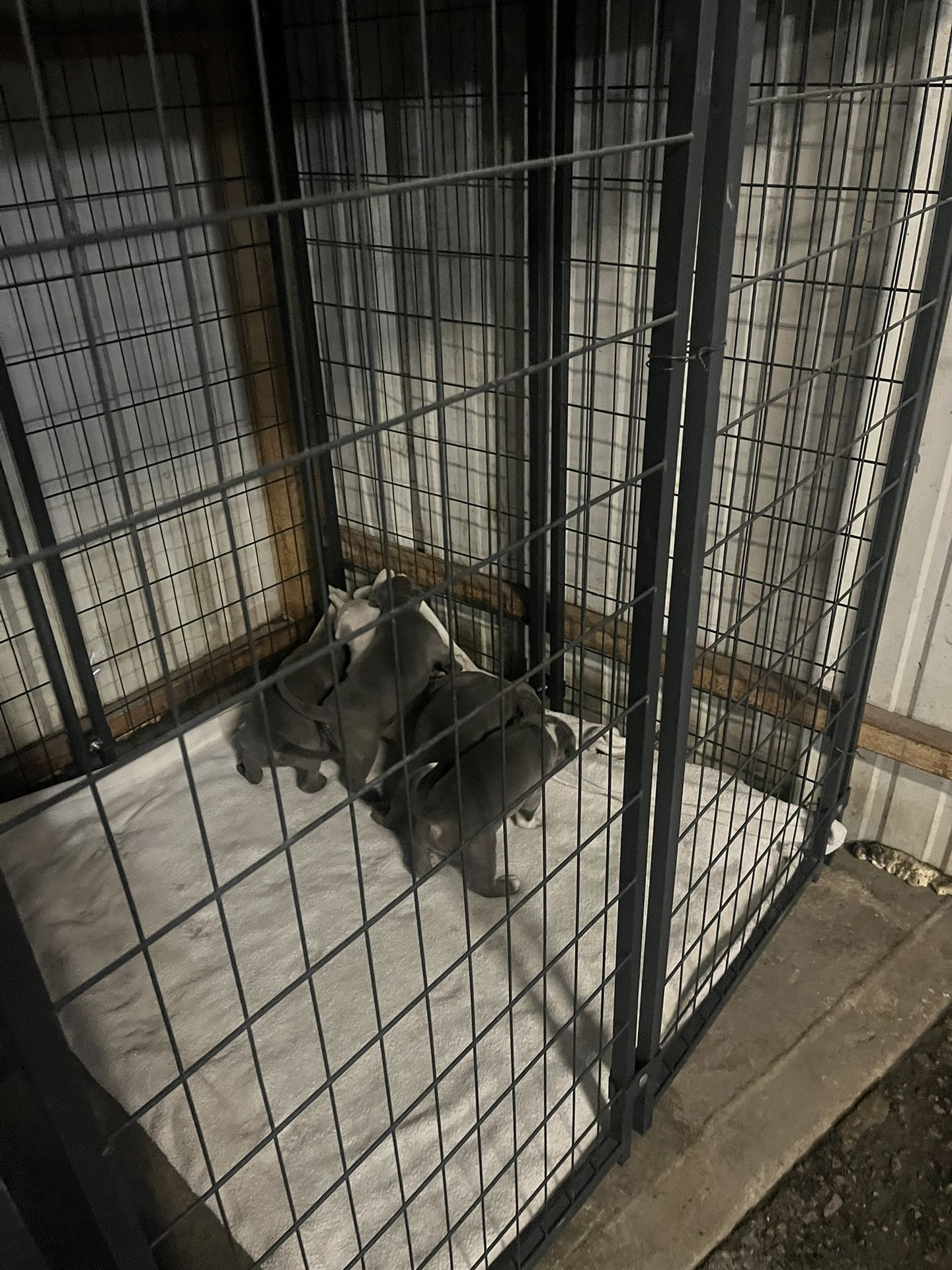 Big Dog Kennel