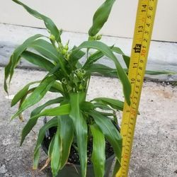 Sorghum Plant,  Live 