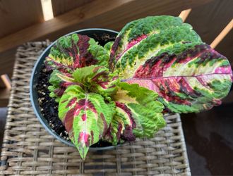 Coleus mosaic Kong plant (B)