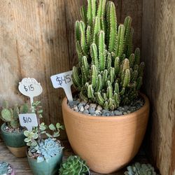 Succulents