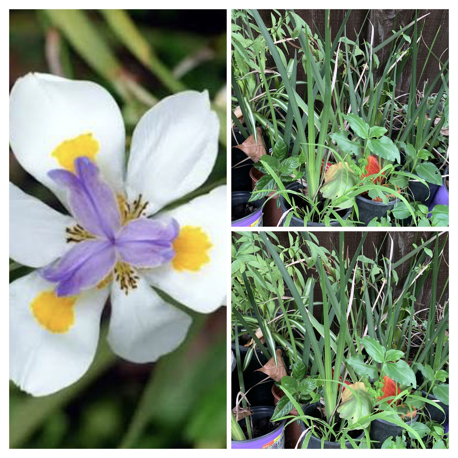 $5 Each White African Iris Dietes Iridioides Live plants