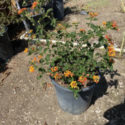 Lantana Bush