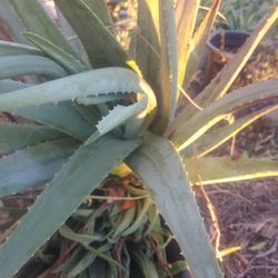 Sábila Plantas Ho Hojas