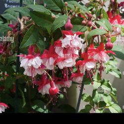 4” Fucshia Plant (first Pic Is Reference )