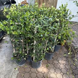 Confederate Jasmine 3 Gallon 