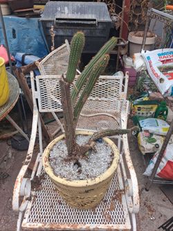 Cactus.