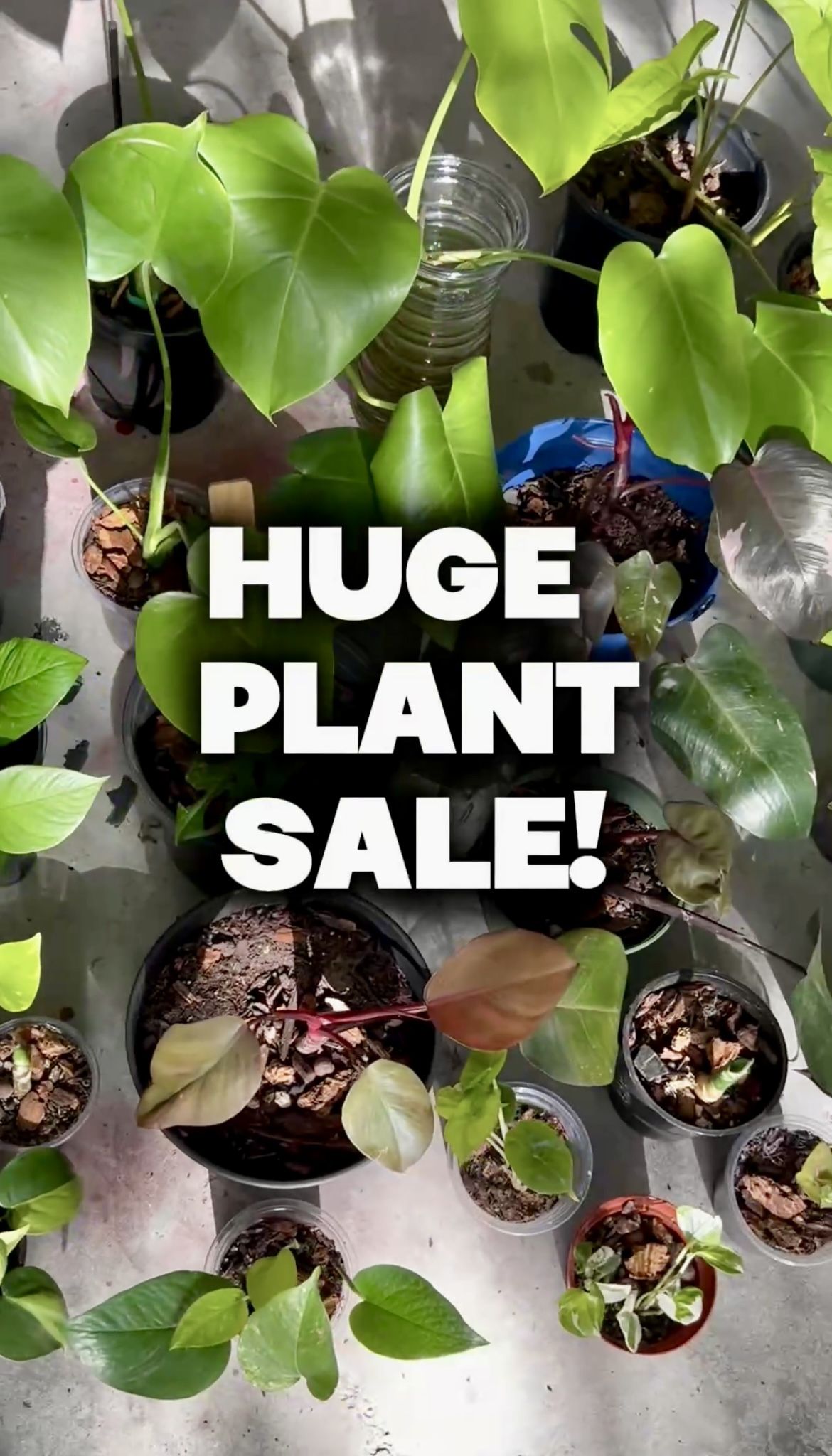 Huge Plant Sale! Priced to Move!