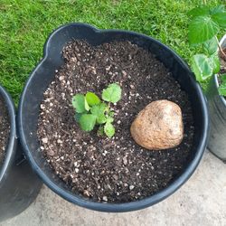Blackberry (Rubus Ursinus)  starter plants (rooted)
