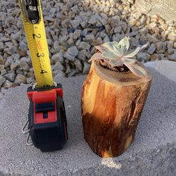 Mesquite wood succulent planter