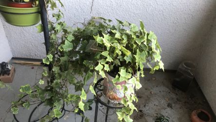 English Ivy (Hedera helix), a popular trailing evergreen vine plant