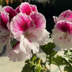 Geranium / ‘Pelargonium’ (Outdoor & Indoor Live Plant)