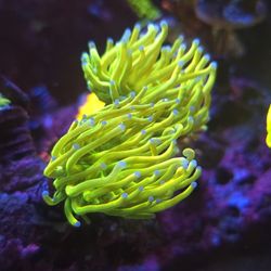 Fake Torch Coral Asd Hg Holygrail Sell/trade
