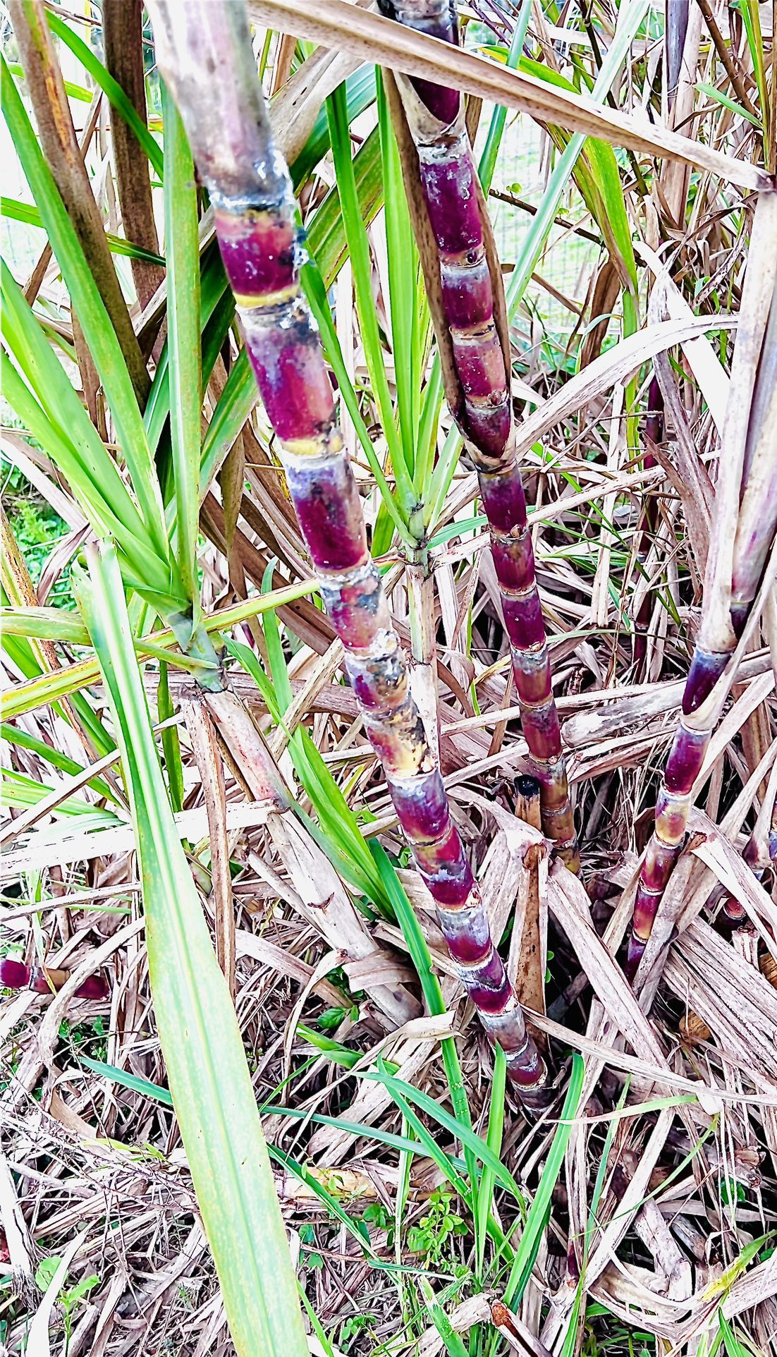 Fresh Sugarcane