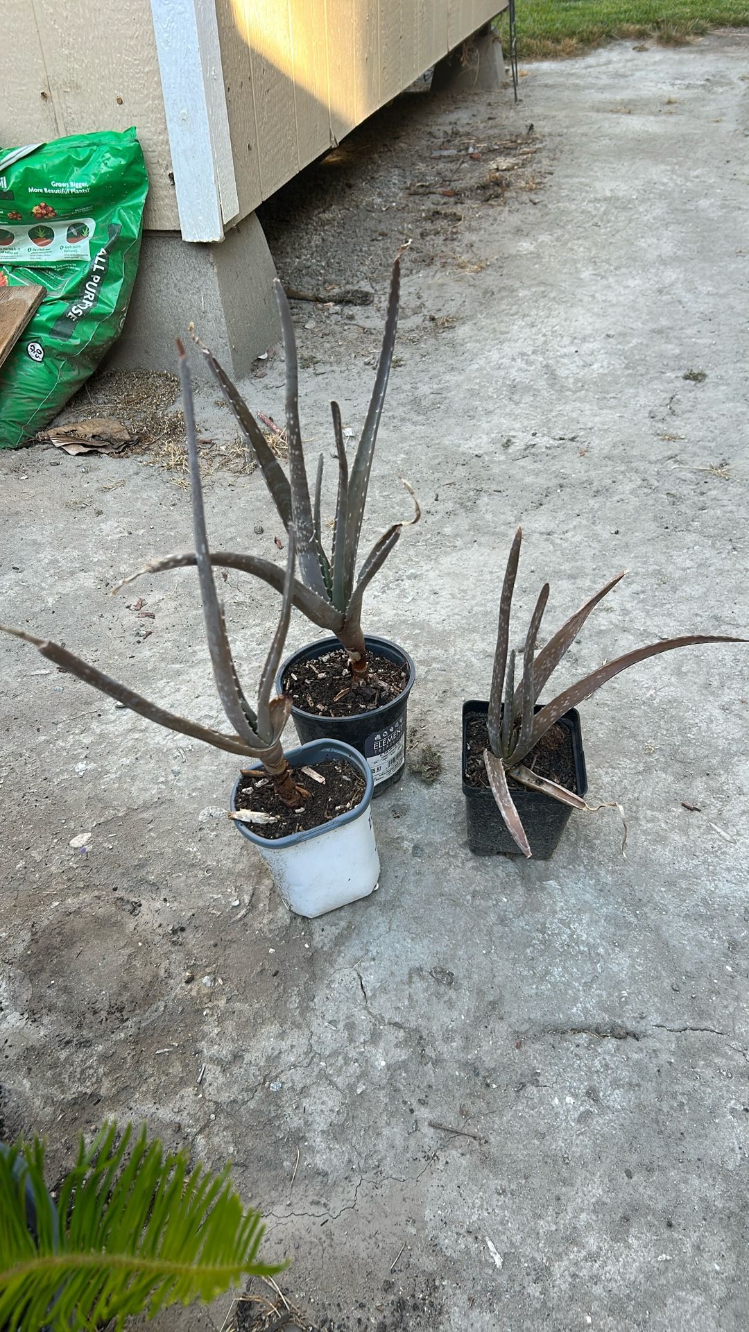 Aloe Vera Plants 