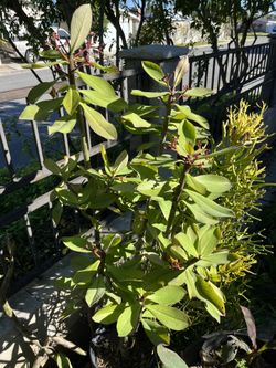 Euphorbia umbellata Purple Milk Bush Flowers Plant