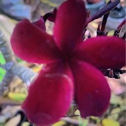 pedazo de plumeria Scut