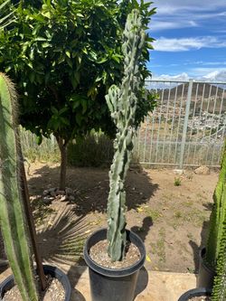 Large Cereus Monstrous