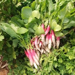 Fresh Organic Vegetables In Lancaster Ca.