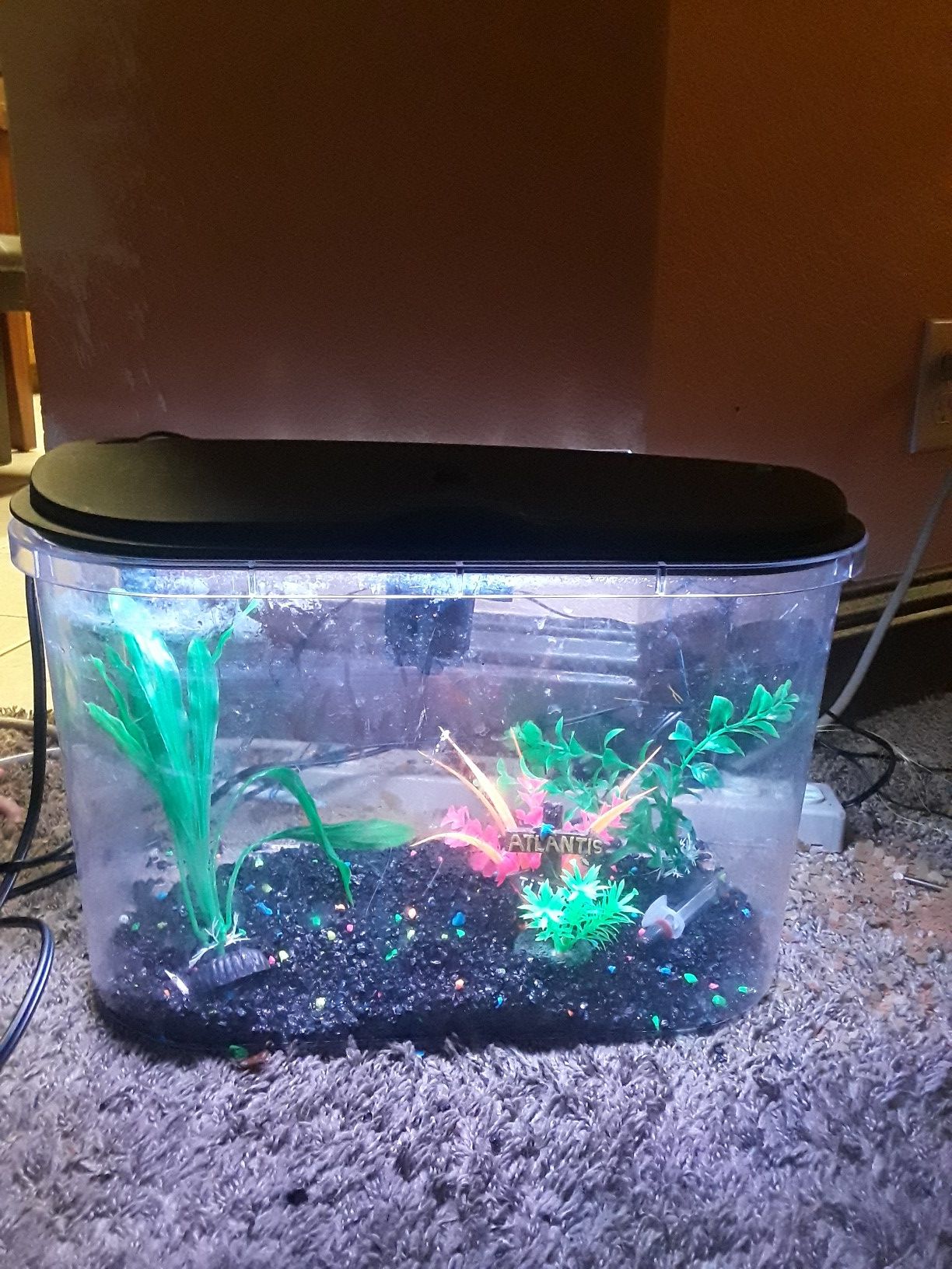 Fish tank and accessory