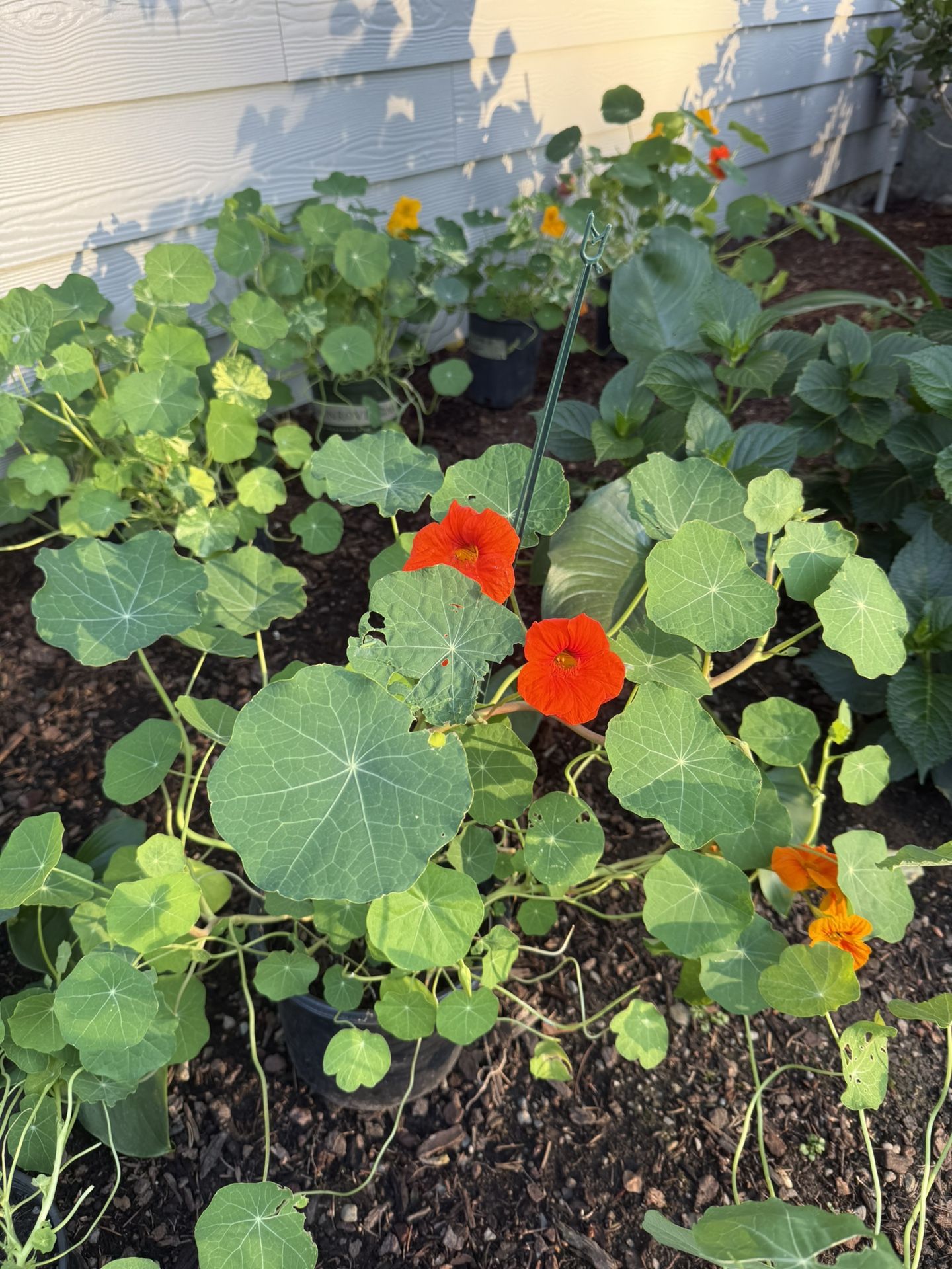 Nasturtium Plants Blooming In Pots Variety Of Colors